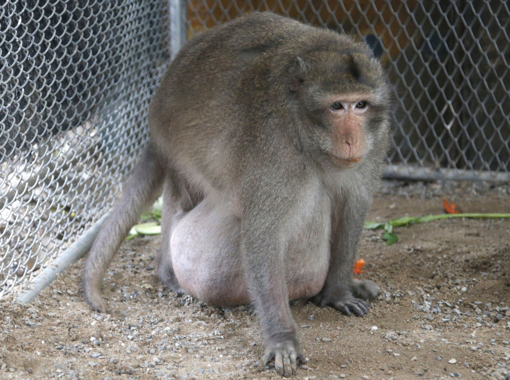 Thailand Chunky Monkey